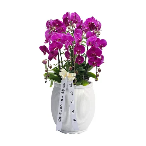 퍼플 호접란 - 삼식이삼촌 전국 꽃배달